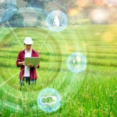 Agricultural engineering innovation modern technology Asian man hardhat farmer using computer laptop smart program sensor tracking diagnosing checking on plants health, rice field mountain background